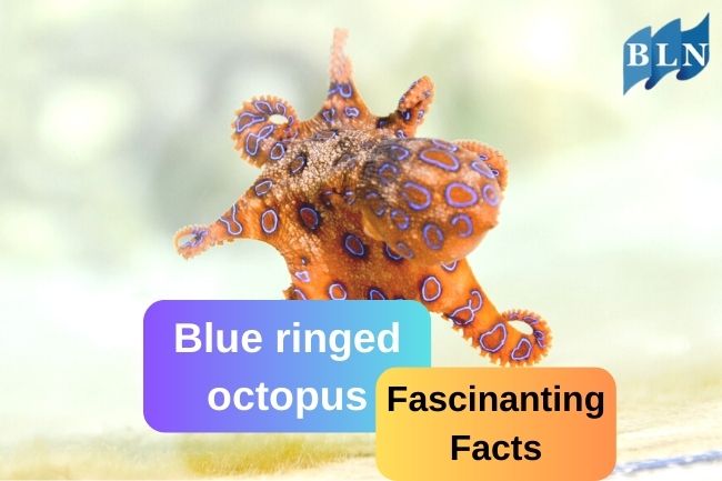 5 Fascinating Facts of Blue-Ringed Octopus